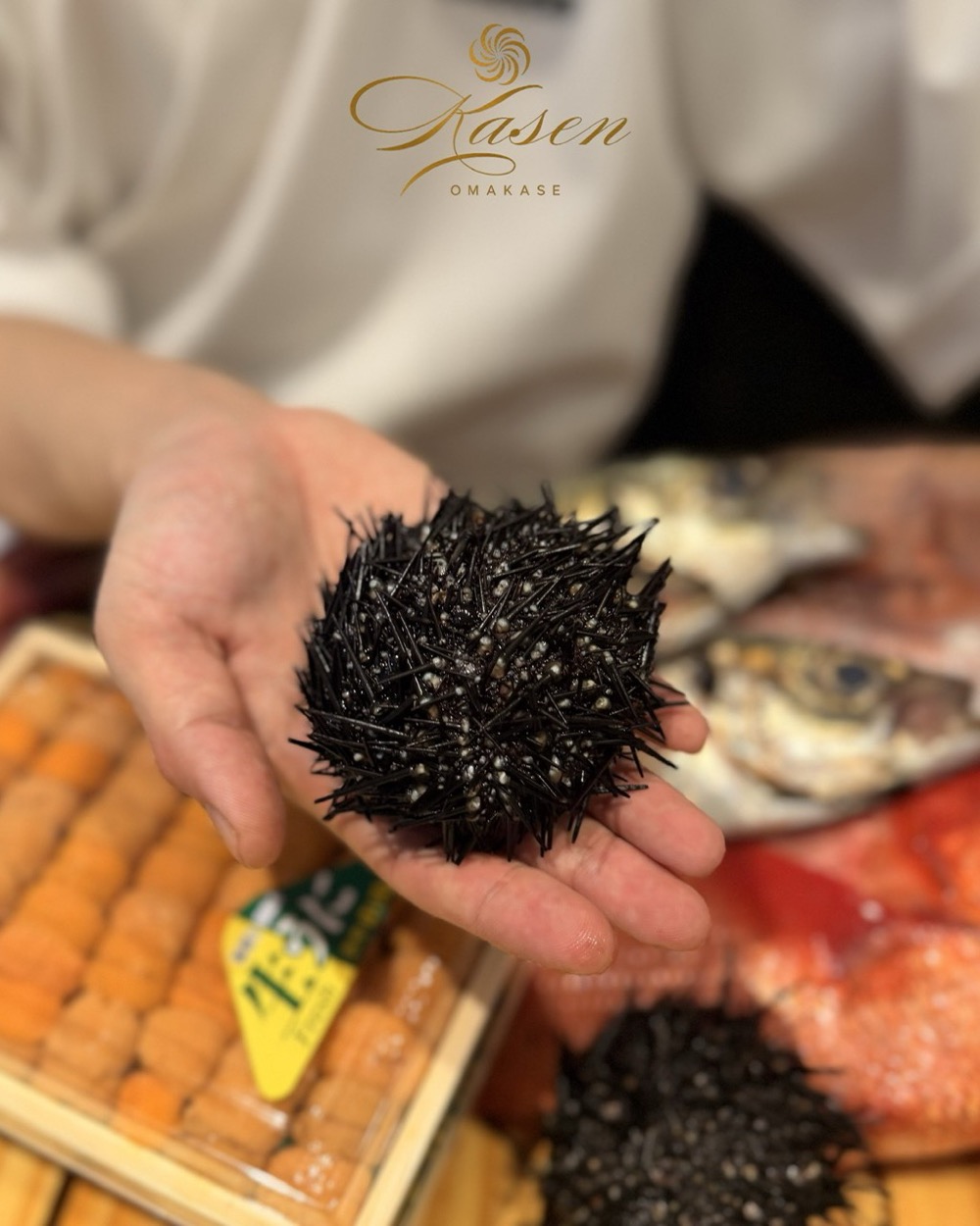 A chef's open hand holding a whole sea urchin.